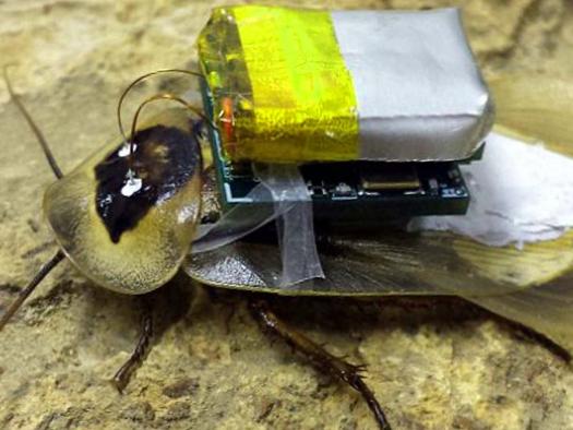 Create Your Own Roach Cyborg