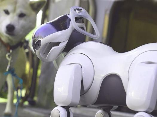 Why the Robot Pet Population May Explode with Romo